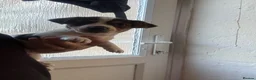 Jack Russell dogs for sale: 8 tradational Jack Russell puppys  - Advert 15