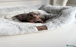 Miniature Dachshund dogs for sale: Stunning KC true miniature dachshund puppies - Image 9