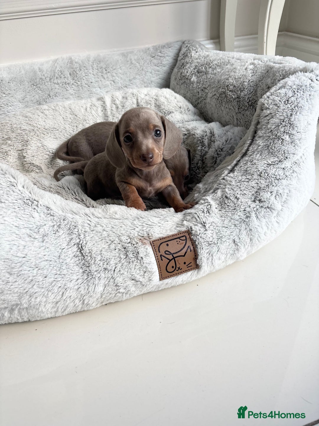 Miniature Dachshund dogs for sale: Stunning KC true miniature dachshund puppies - Image 9