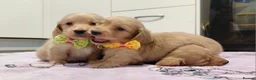 Miniature Dachshund dogs for sale: KC Reg. Longhaired Full Cream Mini Dachshunds 💛🐾 - Advert 24