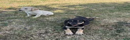 Labrador Retriever dogs for sale: Beautiful Labrador puppies  - Advert 4
