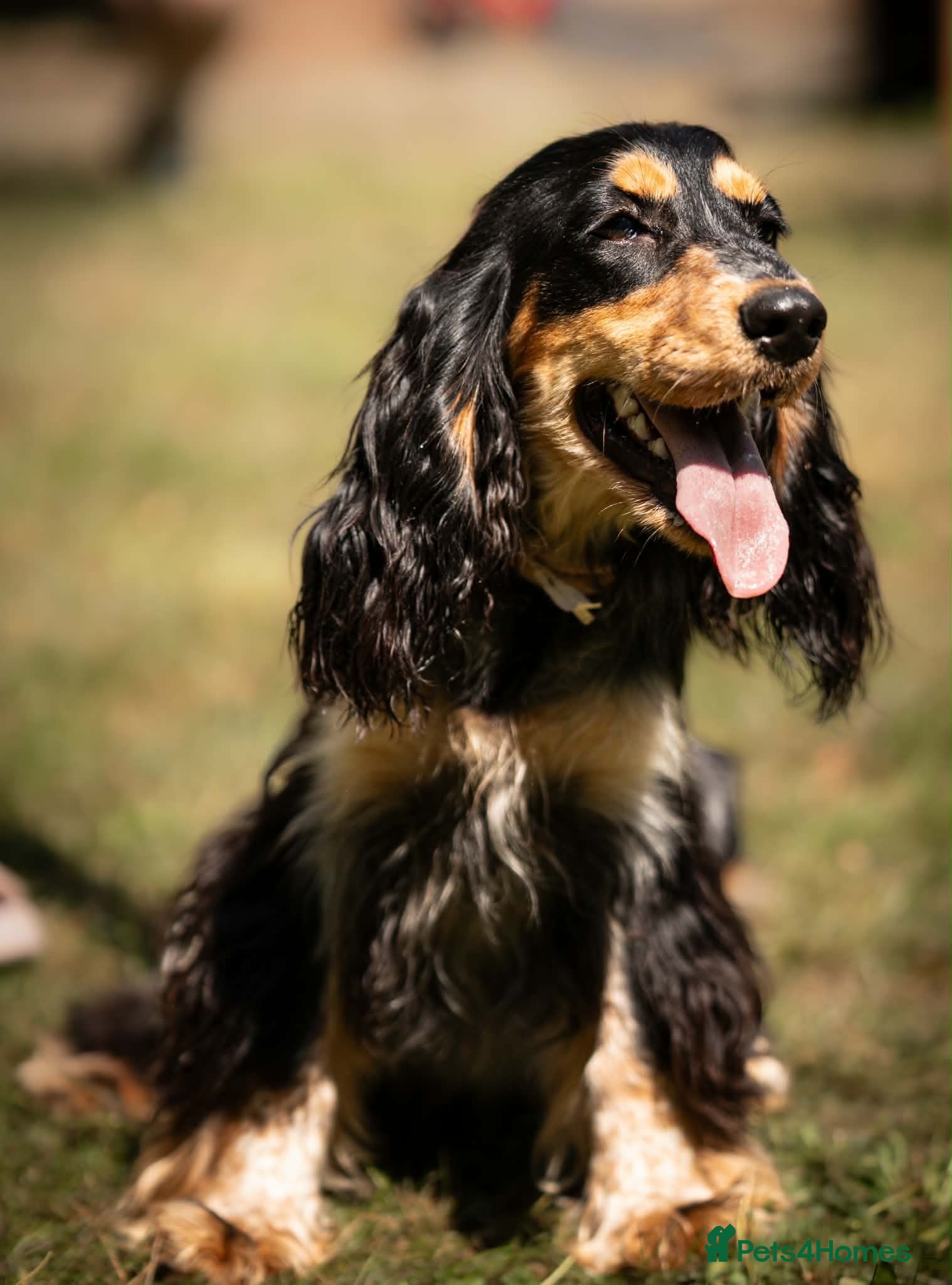 Cocker Spaniel dogs Kc registered show cocker spaniel  - Advert 1
