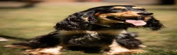 Cocker Spaniel dogs for sale: Kc registered show cocker spaniel  - Advert 1