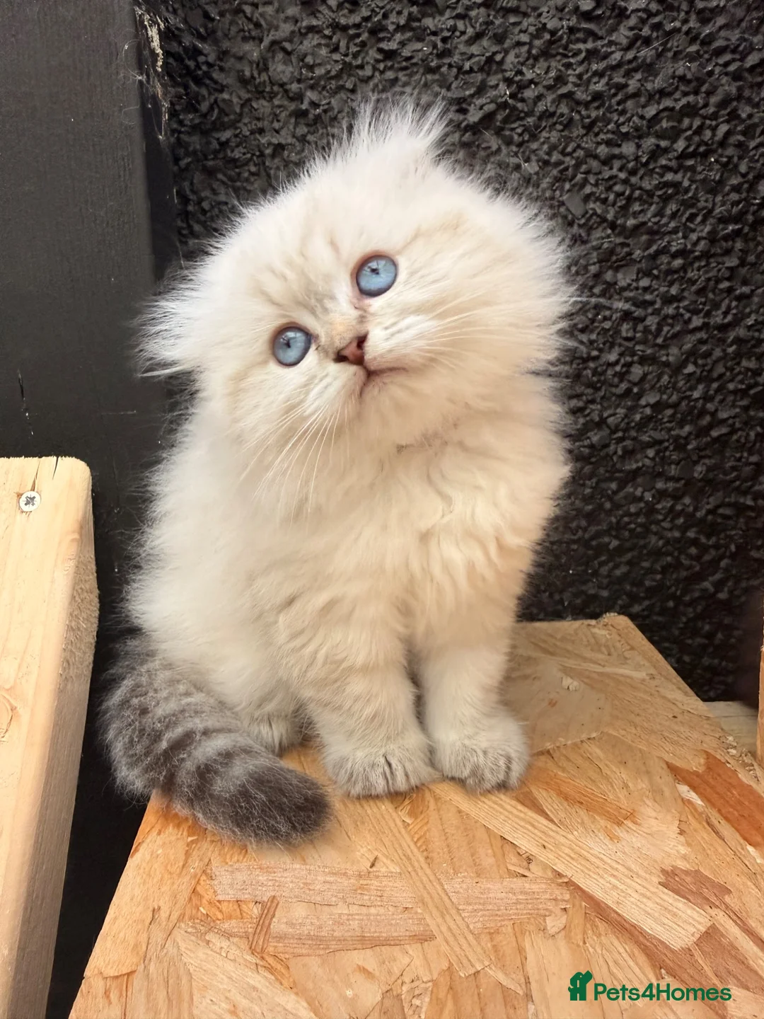 Scottish Fold cats for sale: Fluffy short legs show quality kittens available - Advert 1