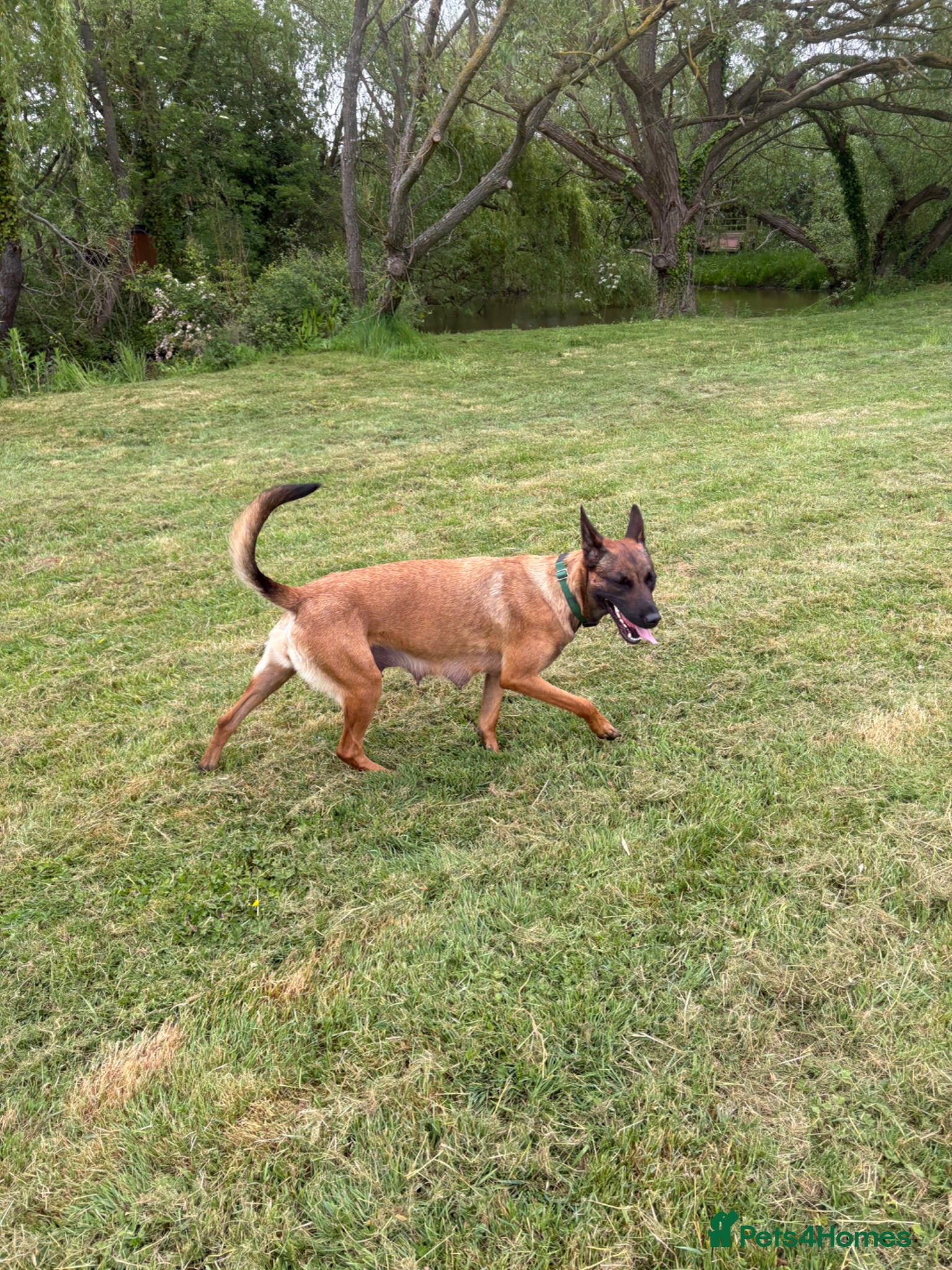 Belgian Shepherd Dog dogs for sale: **READY NOW** Belgian Mallinois Pups - Advert 10