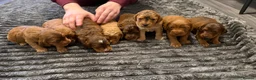 Cockapoo dogs for sale: 8 beautiful cockapoo puppies  - Advert 7