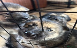 Shepsky dogs for sale: SOLD puppy’s for sale  - Image 8