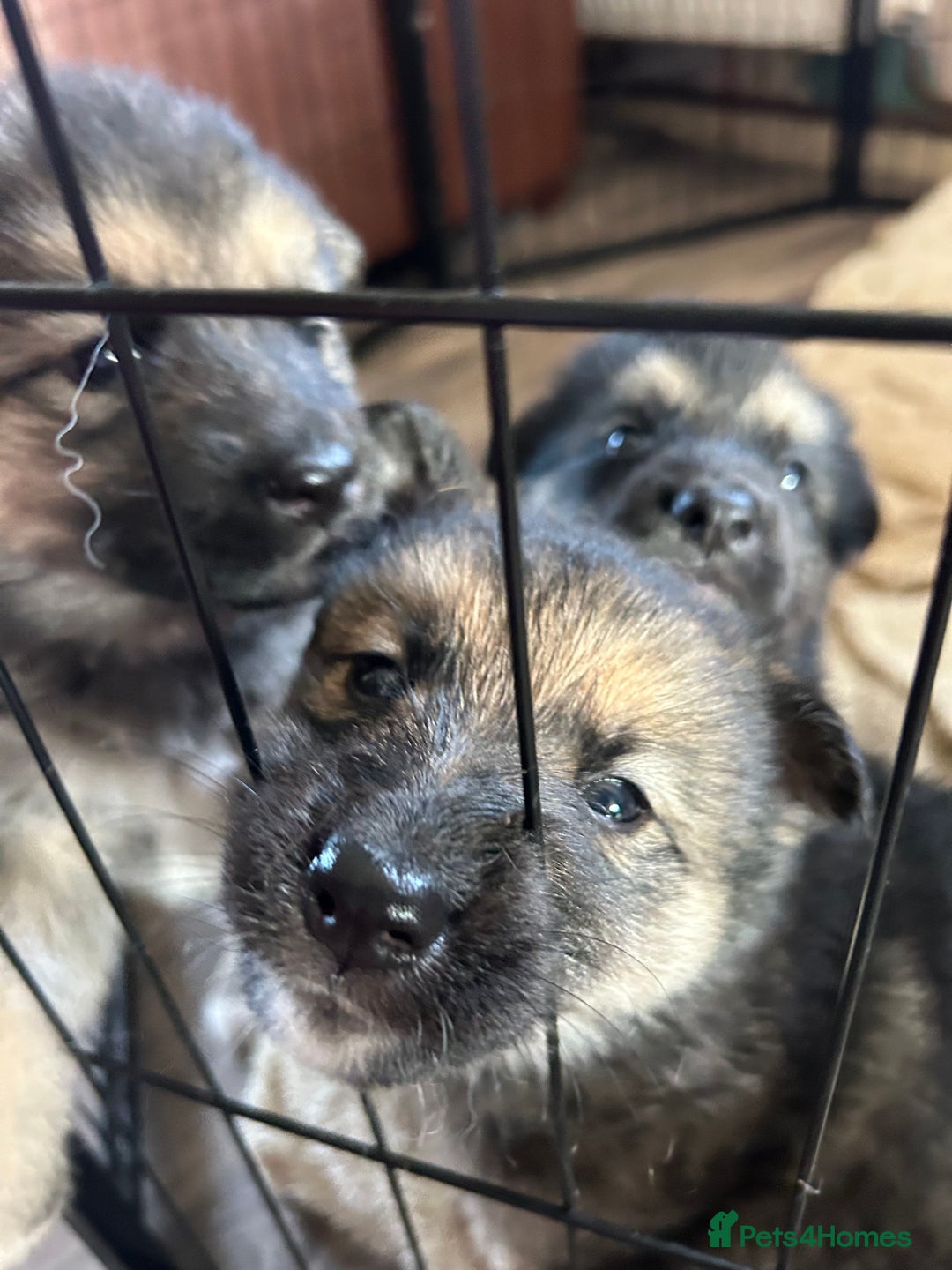 Shepsky dogs for sale: SOLD puppy’s for sale  - Image 8