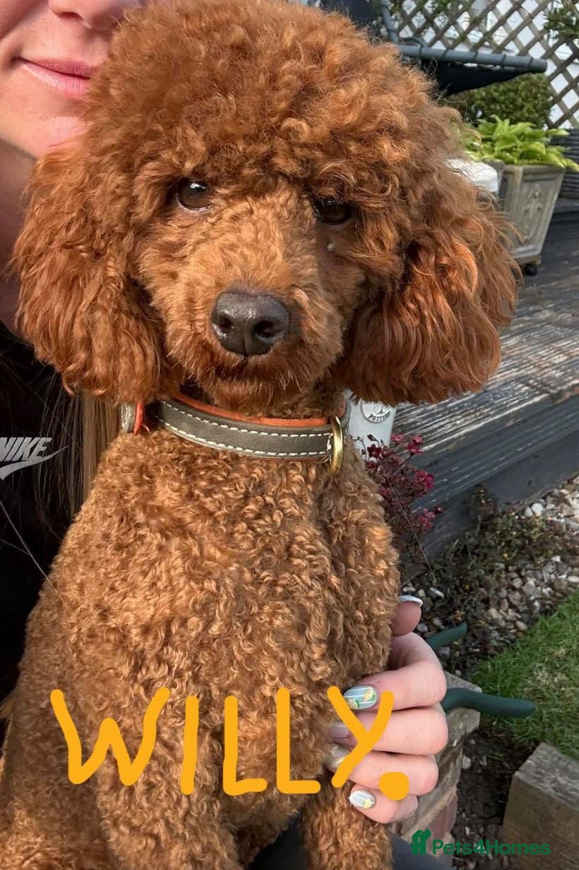 Cavapoo dogs cavapoos - Advert 2