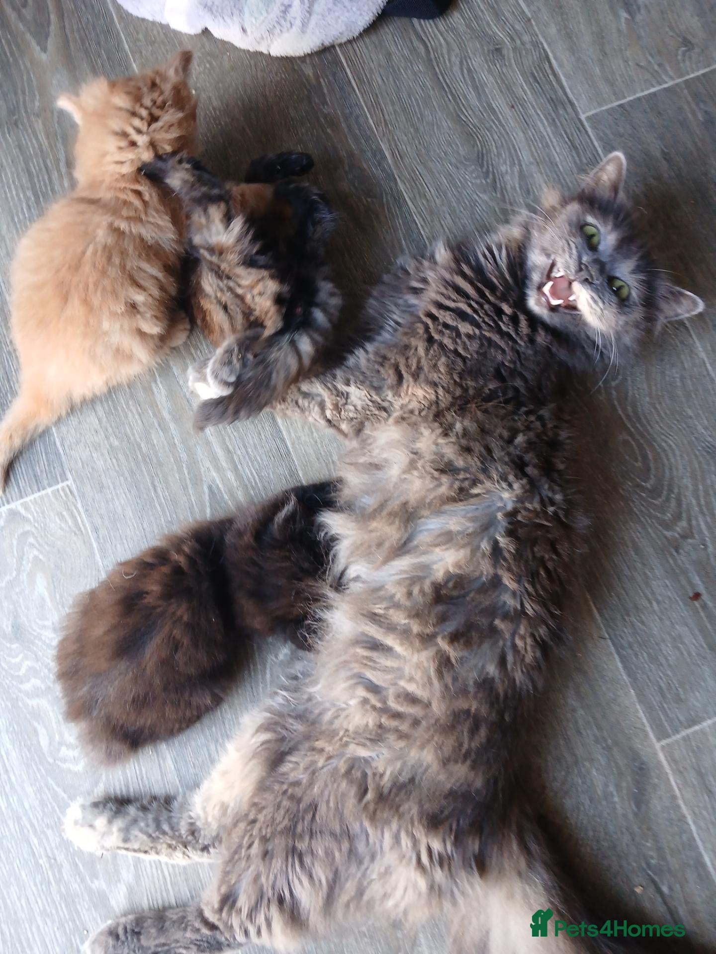 Mixed Breed cats Ready soon  - Advert 1
