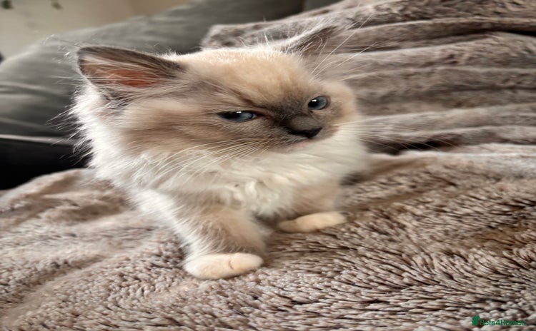 Ragdoll cats - Advert 1