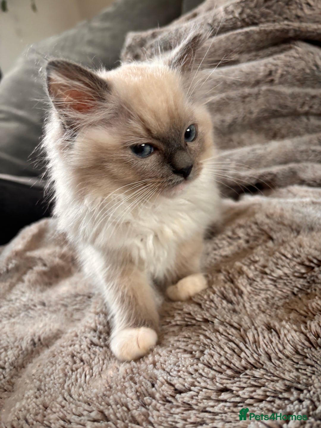 Ragdoll cats for sale: 1 female and 1 male ragdoll kittens for sale - Image 1