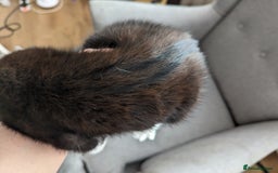 Mixed Breed cats for sale: A cute kitten named Kacper is looking for love - Image 5