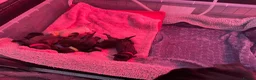 Pug dogs for sale: Six Happy & Healthy KC Pedigree Pugs - Advert 34