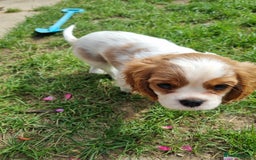 Cavalier King Charles Spaniel dogs for sale: Beautiful Blenheim puppies  - Image 16