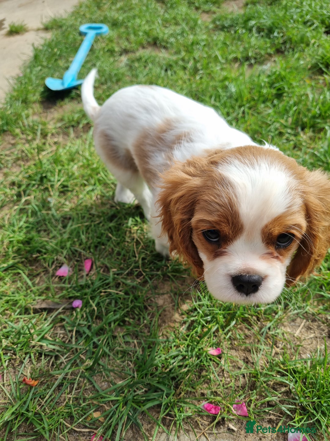 Cavalier King Charles Spaniel dogs for sale: Beautiful Blenheim puppies  - Image 16