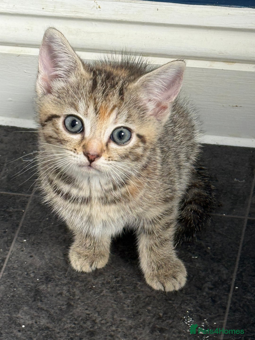 British Shorthair cats for sale: Golden tabby girl  - Image 2