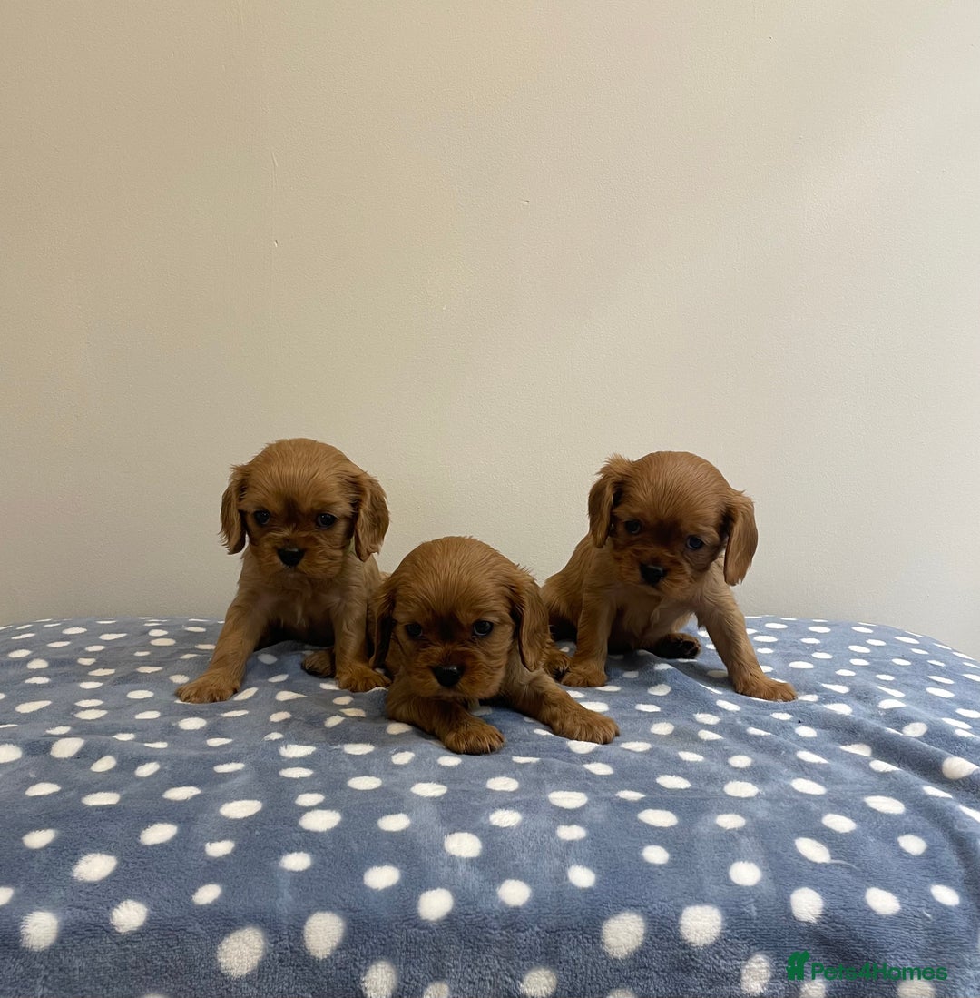 Cavalier King Charles Spaniel dogs for sale: Cavalier King Charles  - Image 23