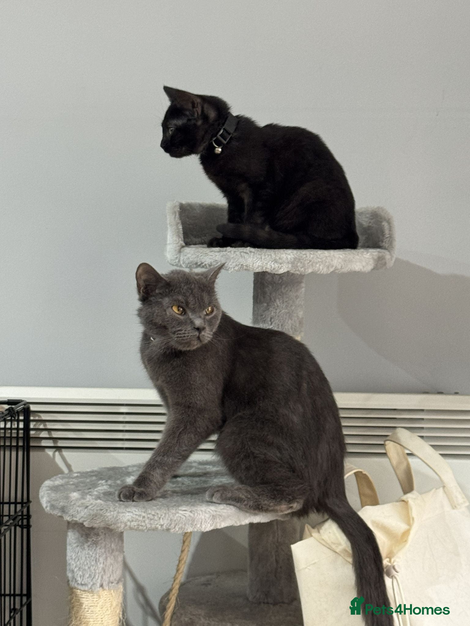 British Shorthair cats 2 Lovely cats for sale - Advert 1