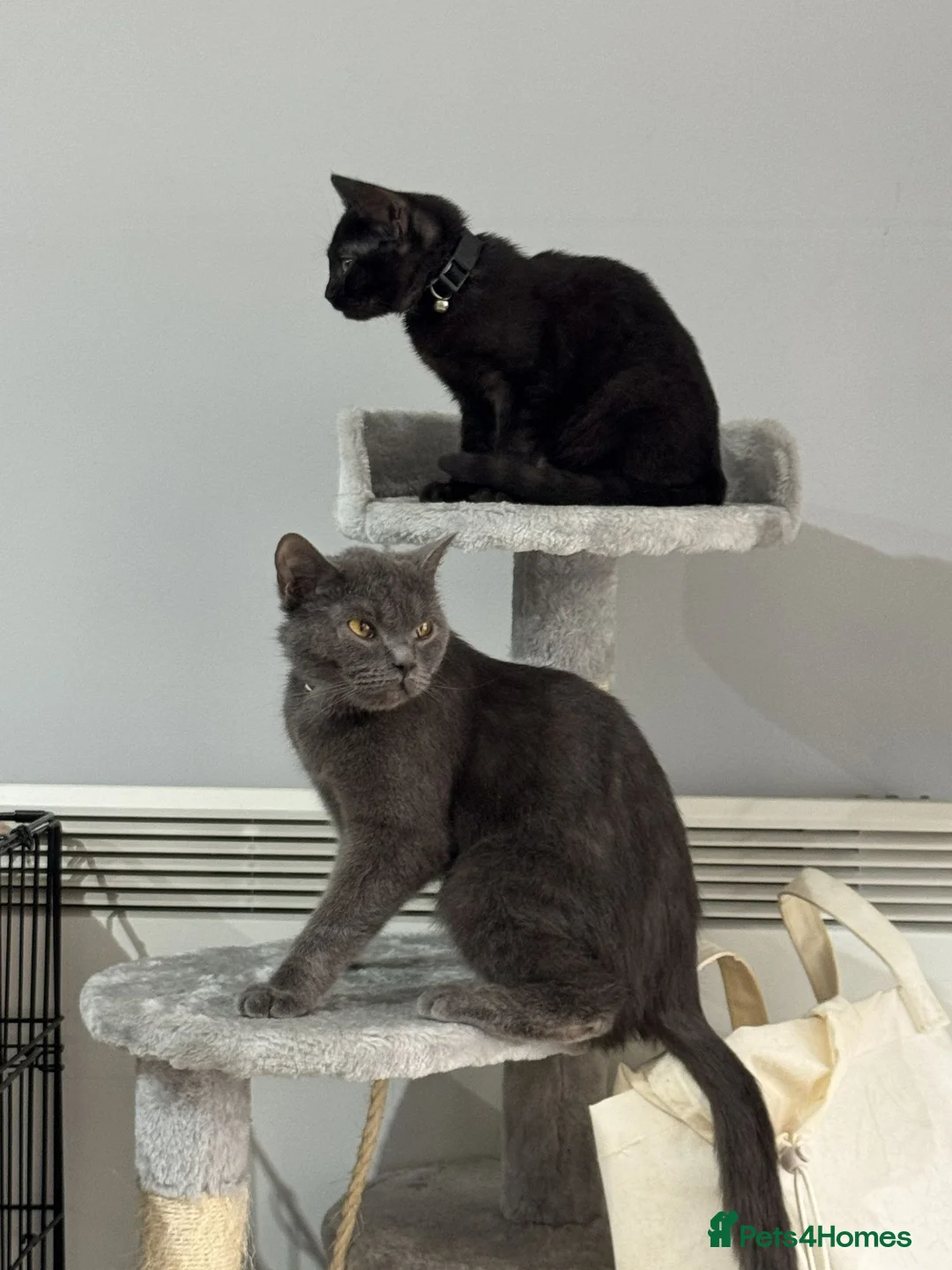 British Shorthair cats for sale: 2 Lovely cats for sale in Leeds - Advert 1