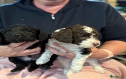Cockapoo dogs for sale: 7 beautiful cockatoo puppies  - Image 11