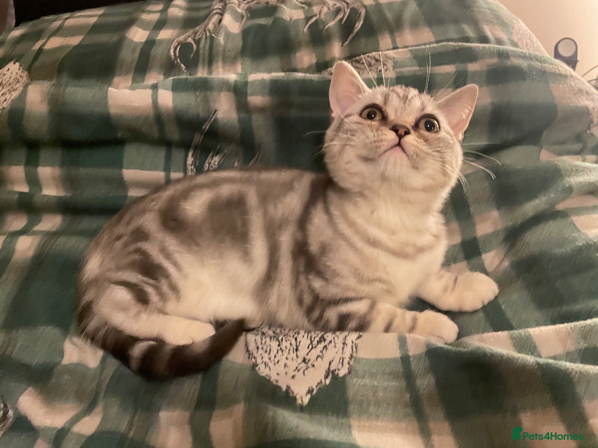 British Shorthair cats British Shorthair Kittens - Advert 1