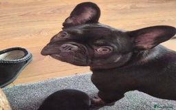 French Bulldog dogs for sale: FRENCH bulldog - Image 1