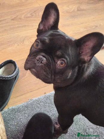 French Bulldog dogs - Advert 7