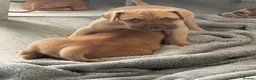 Mixed Breed dogs for sale: Last three left bandogs  - Advert 13