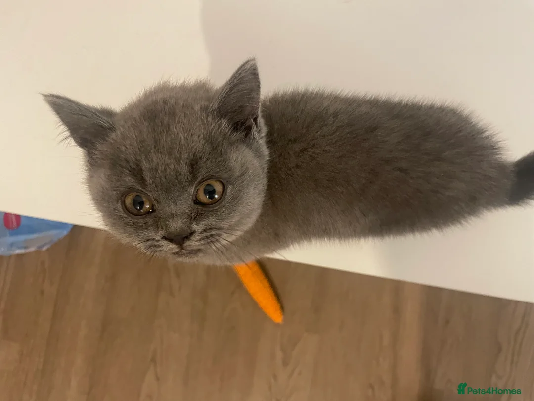 British Shorthair cats for sale: British short hair Pedigree registered  - Advert 8