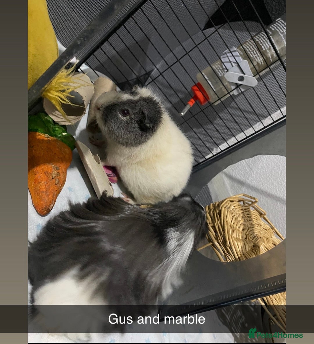 Guinea Pig rodents for sale: Rehoming mixed herd - Advert 1