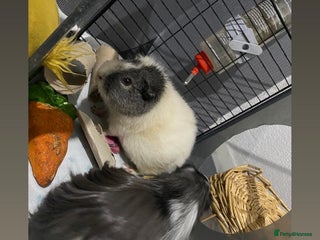 Guinea Pig rodents Rehoming mixed herd - Advert 1