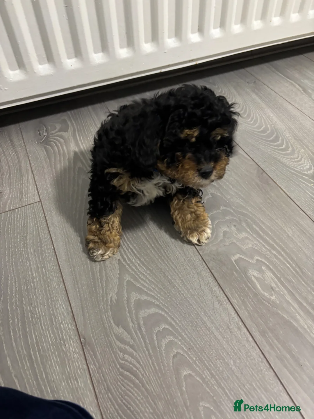 Cavapoo dogs for sale: F1B Cavapoos ready to leave us - Advert 2