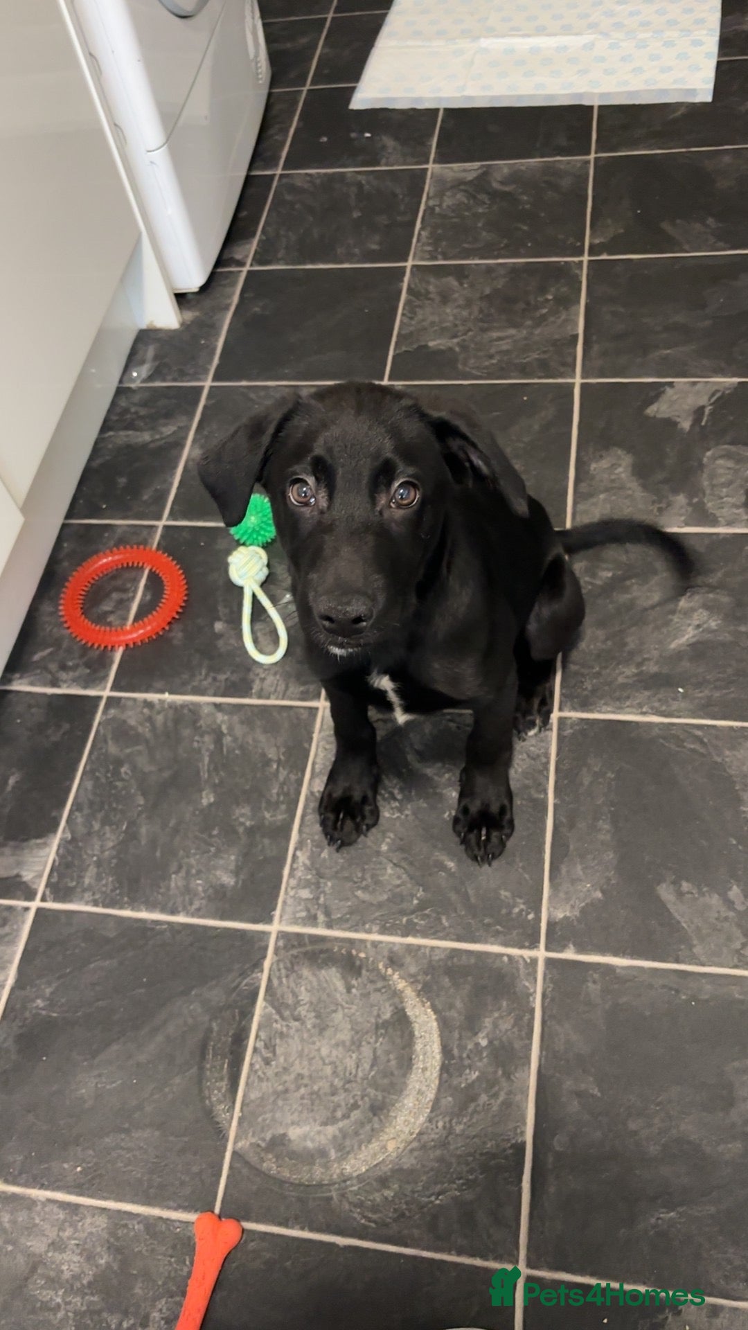 Mixed Breed dogs Puppy - Advert 11