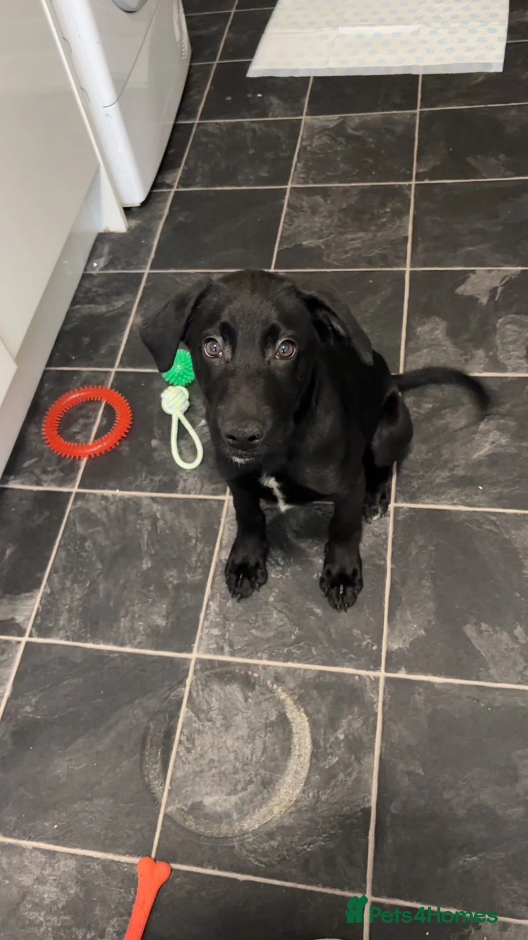 Mixed Breed dogs for sale: Puppy in Glasgow - Advert 1