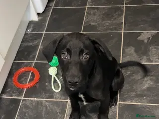 Mixed Breed dogs Puppy - Advert 11