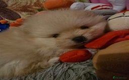 Pomeranian dogs for sale: GEORGEUS LOVELY POMERANIAN PUPPY'S 🐶07587756229🐶 - Image 1