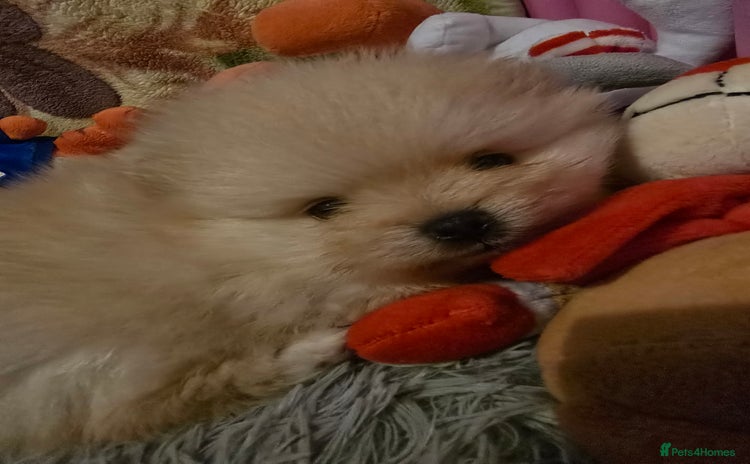 Pomeranian dogs - Advert 1
