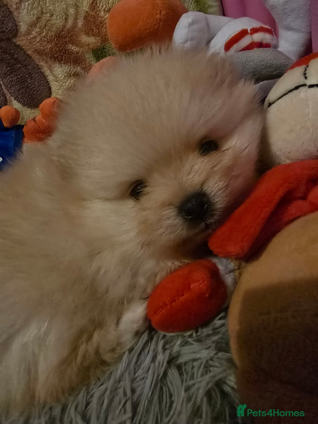 Pomeranian dogs for sale: GEORGEUS LOVELY POMERANIAN PUPPY'S 🐶07587756229🐶 - Image 1