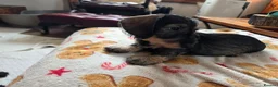 Miniature Dachshund dogs for sale: Five miniature Wire Haired Dachshund puppies - Advert 15