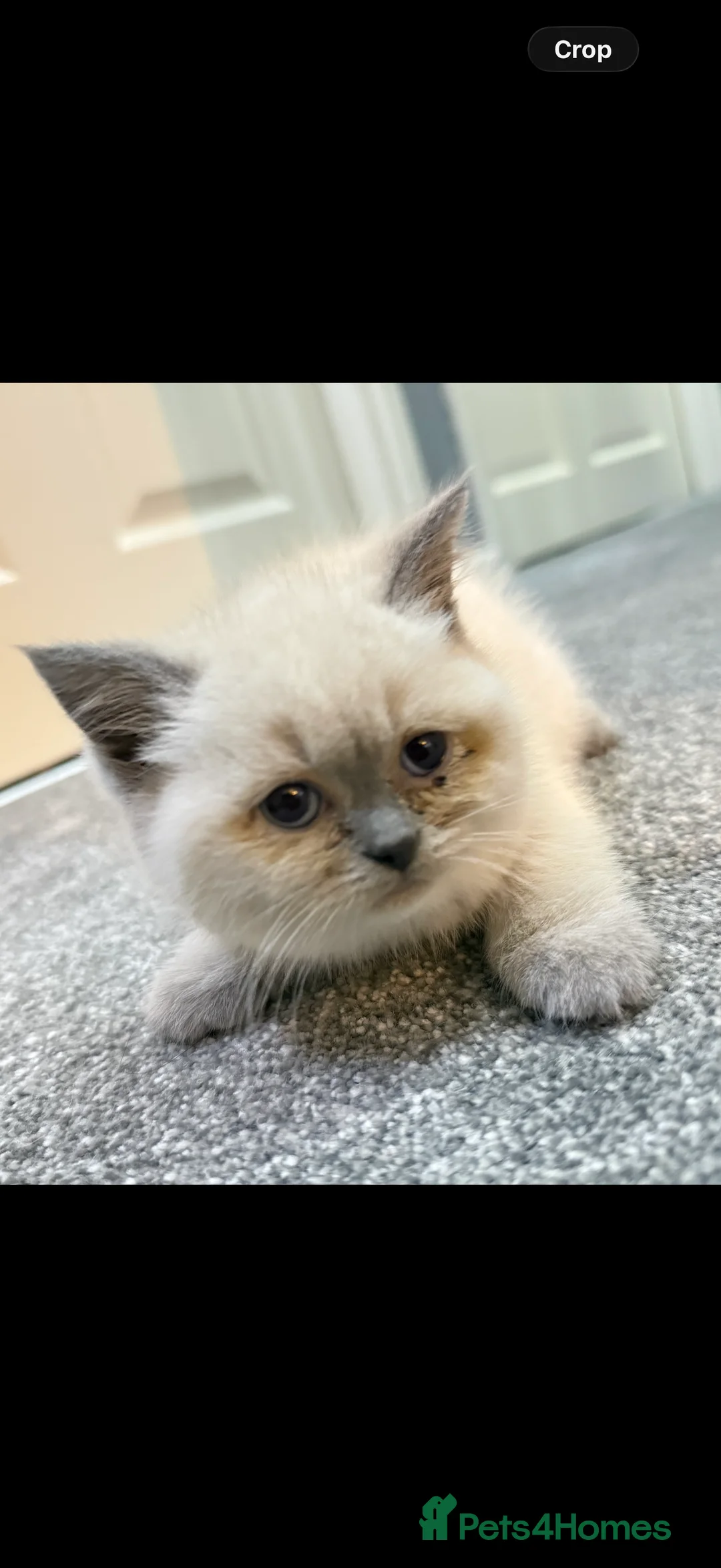 British Shorthair cats for sale: 4 beautiful British short hair kittens & mother  in London - Advert 2