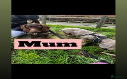Dachshund dogs for sale: Beautiful Male Dachshunds 🐶  - Image 12