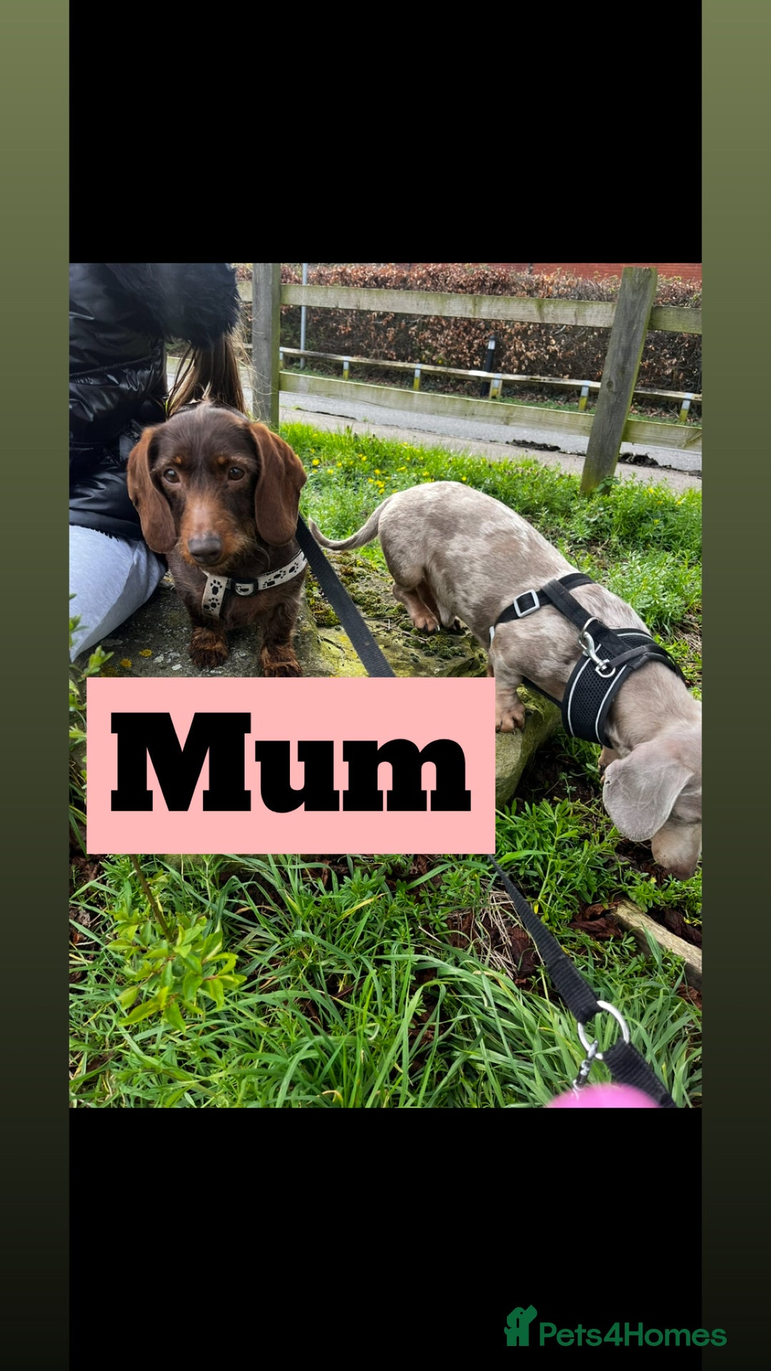Dachshund dogs for sale: Beautiful Male Dachshunds 🐶  - Image 12