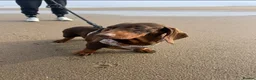 Dachshund dogs for sale: Adult dachshund PRA clear - Advert 3