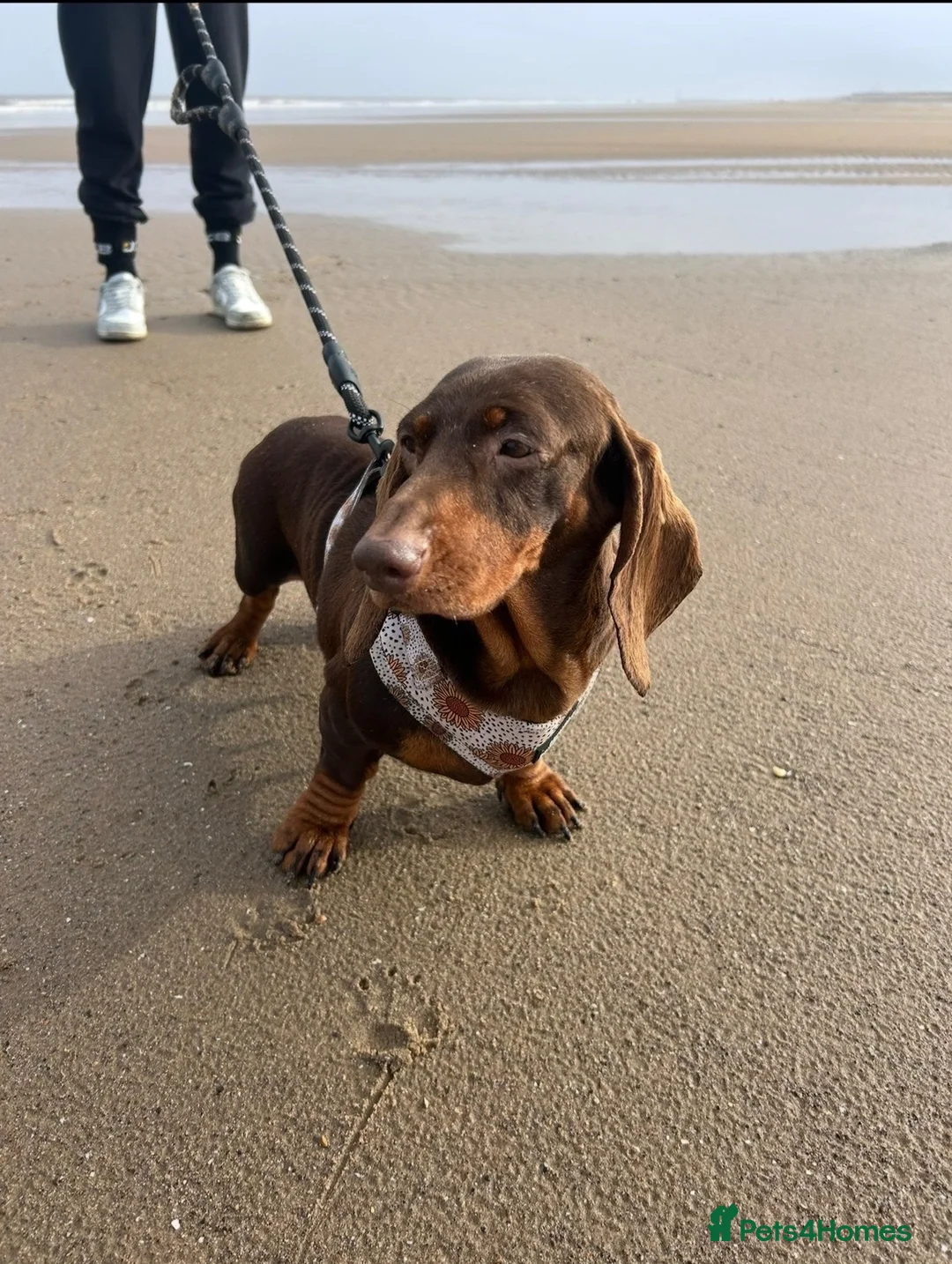 Dachshund dogs for sale: Adult dachshund PRA clear - Advert 3