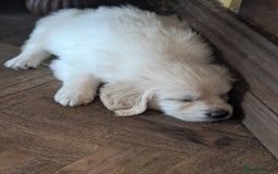 Golden Retriever dogs for sale: ❤️ Superb Litter of Golden Retriever Puppies ❤️ - Image 34