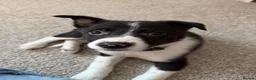 Border Collie dogs for sale: Male border collie  in Edinburgh - Advert 4