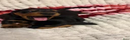 Miniature Dachshund dogs for sale: Miniature dachshunds - Advert 2