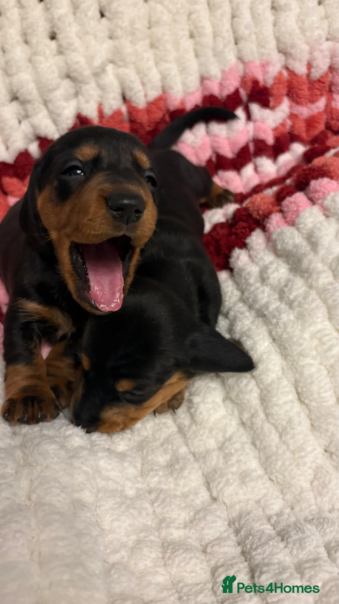 Miniature Dachshund dogs for sale: Miniature dachshunds - Advert 2