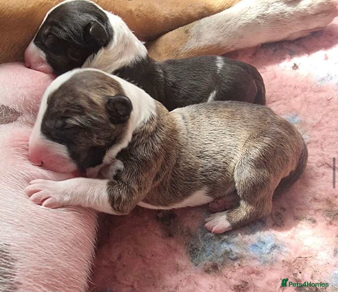 English Bull Terrier dogs for sale: English bull terrier puppies KC registered  - Image 7
